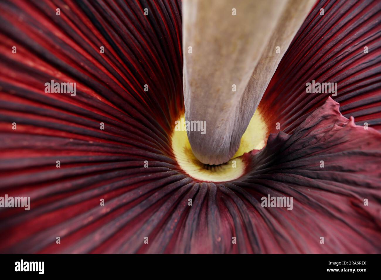 July 1, 2023, Raleigh, North Carolina, USA: Inside view of ''˜HOMO ERECTUS, ' a rare corpse flower during the second day of its bloom at Juniper Level Botanical Garden in Raleigh, NC. Amorphophallus titanum is one of the biggest, stinkiest flowers in the plant kingdom and is commonly known as the corpse flower due to its smell of rotting flesh as it blooms. It typically takes 7-10 years of vegetative growth before the corpse flower blooms for a total of 2-3 days. The flower is so rare that fewer than 1,000 Titan Arums have flowered in cultivation worldwide. (Credit Image: © Bob Karp/ZUMA Pres Stock Photo