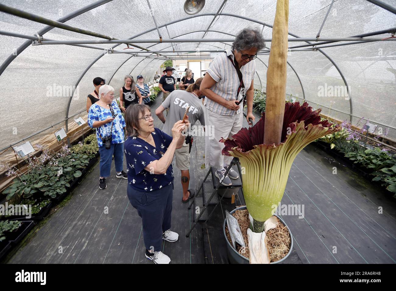 July 1, 2023, Raleigh, North Carolina, USA: Visitors line up to take a sniff of ''˜HOMO ERECTUS, ' a rare corpse flower during the second day of its bloom at Juniper Level Botanical Garden in Raleigh, NC. Amorphophallus titanum is one of the biggest, stinkiest flowers in the plant kingdom and is commonly known as the corpse flower due to its smell of rotting flesh as it blooms. It typically takes 7-10 years of vegetative growth before the corpse flower blooms for a total of 2-3 days. The flower is so rare that fewer than 1,000 Titan Arums have flowered in cultivation worldwide. (Credit Image: Stock Photo