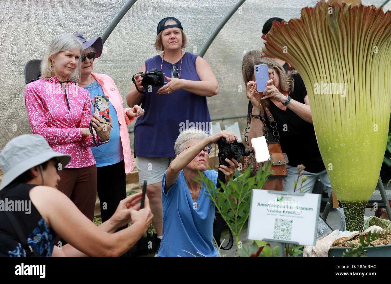 July 1, 2023, Raleigh, North Carolina, USA: Visitors line up to take photos of ''˜HOMO ERECTUS, ' a rare corpse flower during the second day of its bloom at Juniper Level Botanical Garden in Raleigh, NC. Amorphophallus titanum is one of the biggest, stinkiest flowers in the plant kingdom and is commonly known as the corpse flower due to its smell of rotting flesh as it blooms. It typically takes 7-10 years of vegetative growth before the corpse flower blooms for a total of 2-3 days. The flower is so rare that fewer than 1,000 Titan Arums have flowered in cultivation worldwide. (Credit Image: Stock Photo