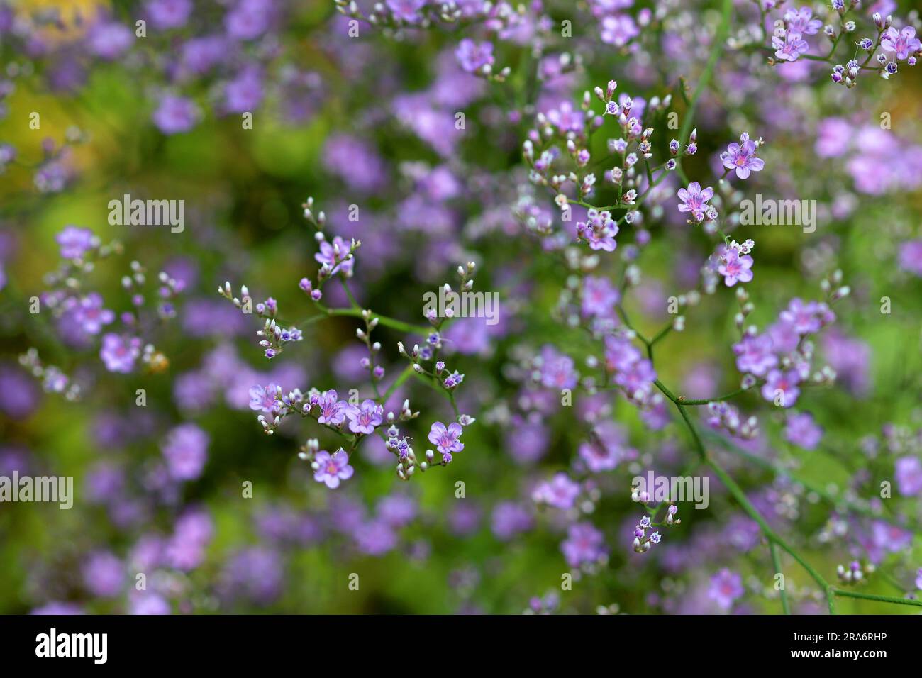 Pink flowering Gypsophila Stock Photo