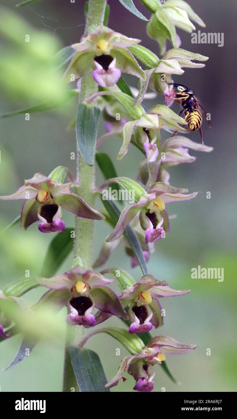 Orchid Broad-leaved Helleborine Stock Photo