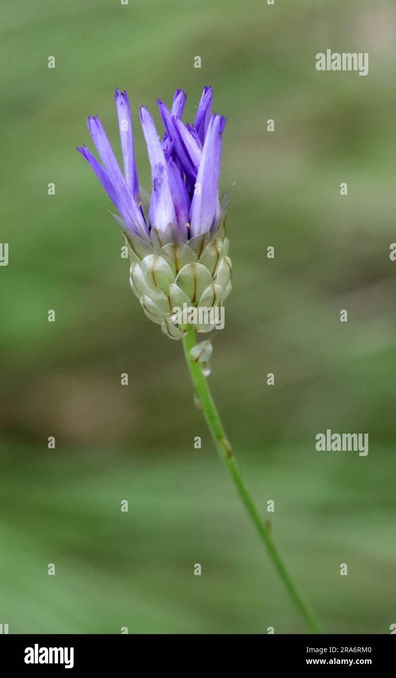 Catanche caerulea  Blue Cupid wild flower Stock Photo