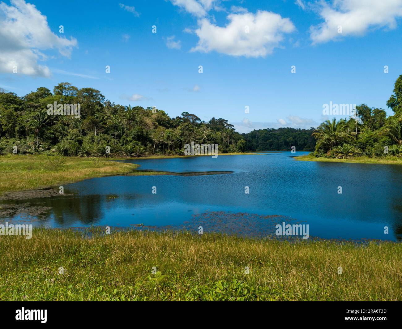 Lake in the tropical rainforest, Soberania National Park, Panama Canal, Panama - stock photo Stock Photo