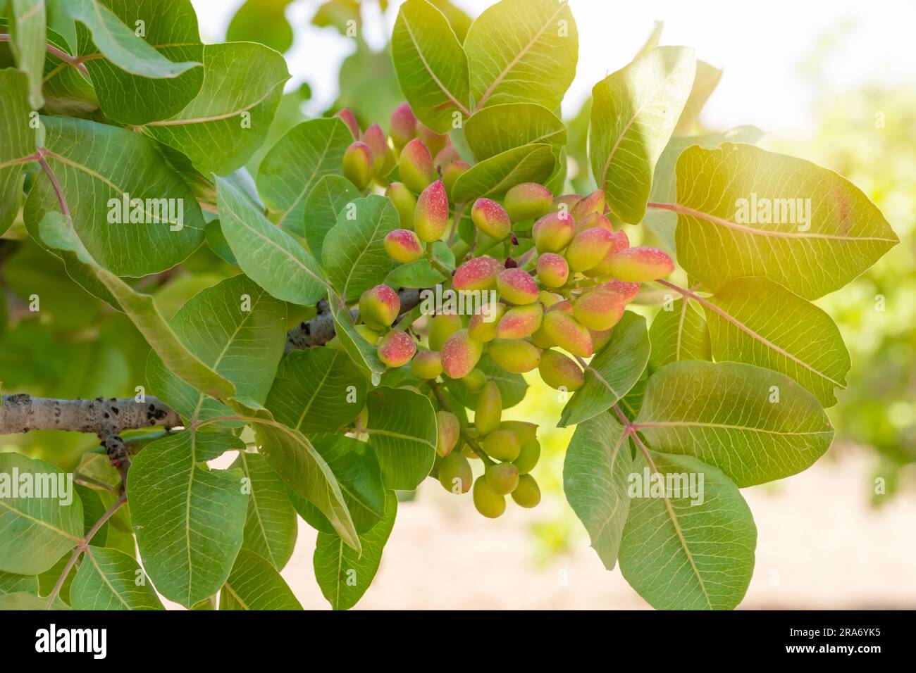 Pistachio tree in Gaziantep City, Turkey. Orchard of Ripening Pistachio