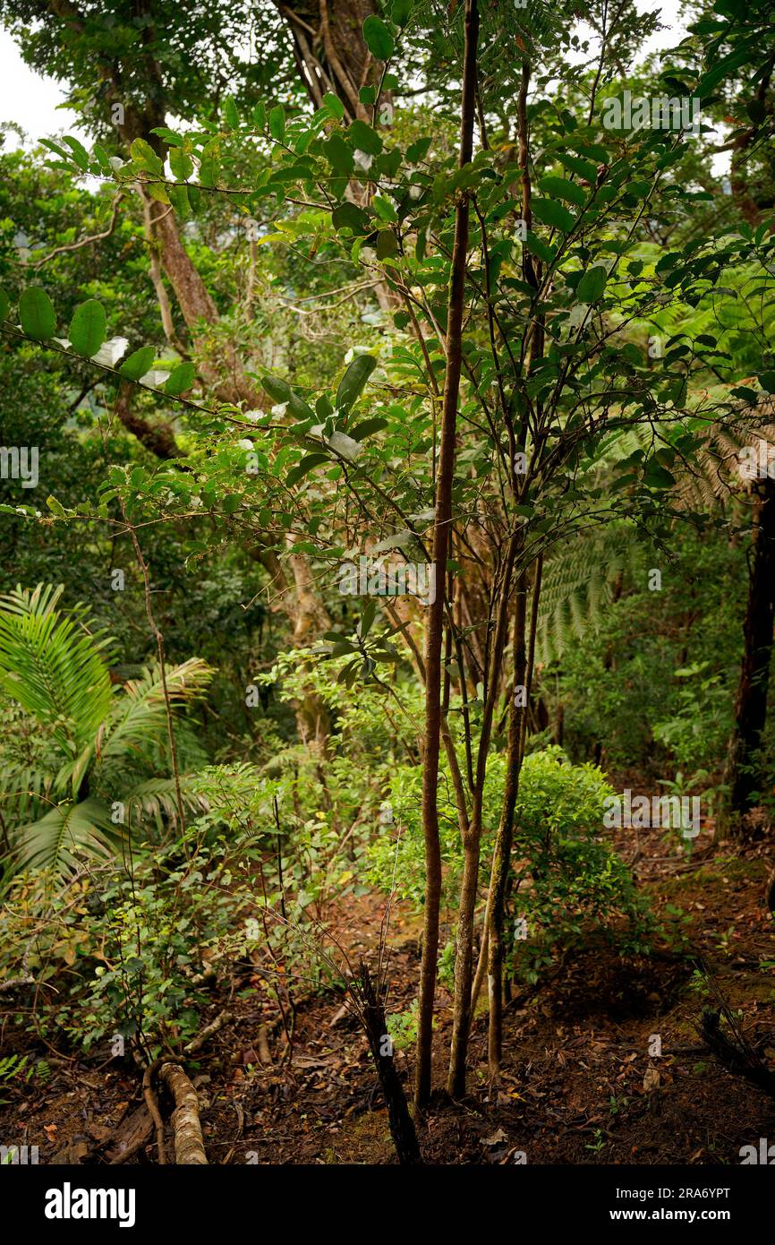 Amborella trichopoda is understory shrub or small tree endemic to island Grande Terre of New Caledonia in Pacific Ocean, Amborellaceae, sister group t Stock Photo