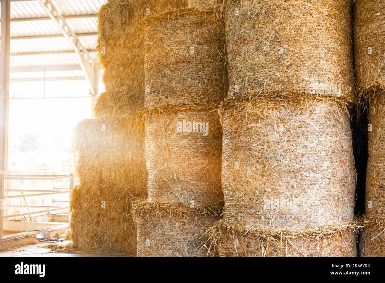 Warehouse with straw bales. Stacked Straw Hay Bales Stock Photo Alamy
