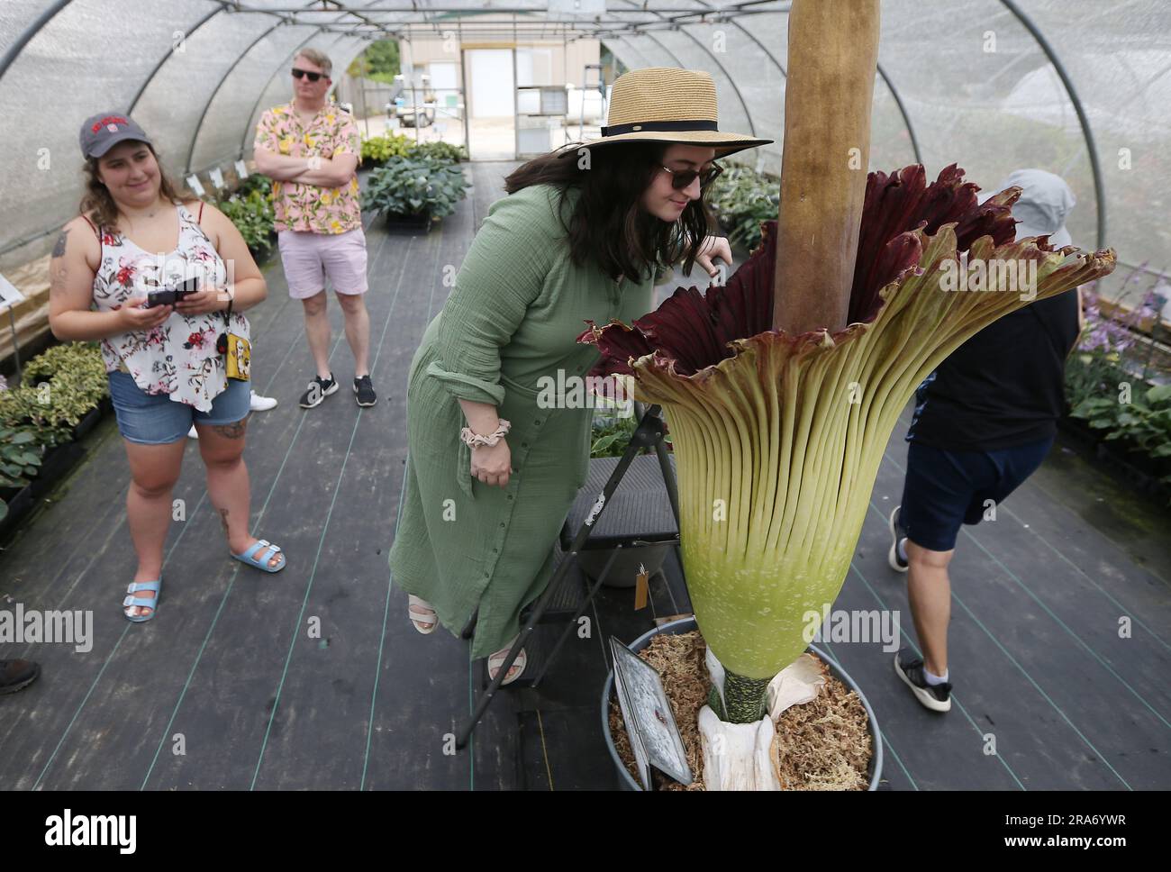 July 1, 2023, Raleigh, North Carolina, USA: EMMA HEPWORTH takes a sniff of ''˜HOMO ERECTUS, ' a rare corpse flower during the second day of its bloom at Juniper Level Botanical Garden in Raleigh, NC. Amorphophallus titanum is one of the biggest, stinkiest flowers in the plant kingdom and is commonly known as the corpse flower due to its smell of rotting flesh as it blooms. It typically takes 7-10 years of vegetative growth before the corpse flower blooms for a total of 2-3 days. The flower is so rare that fewer than 1,000 Titan Arums have flowered in cultivation worldwide. (Credit Image: © Bo Stock Photo