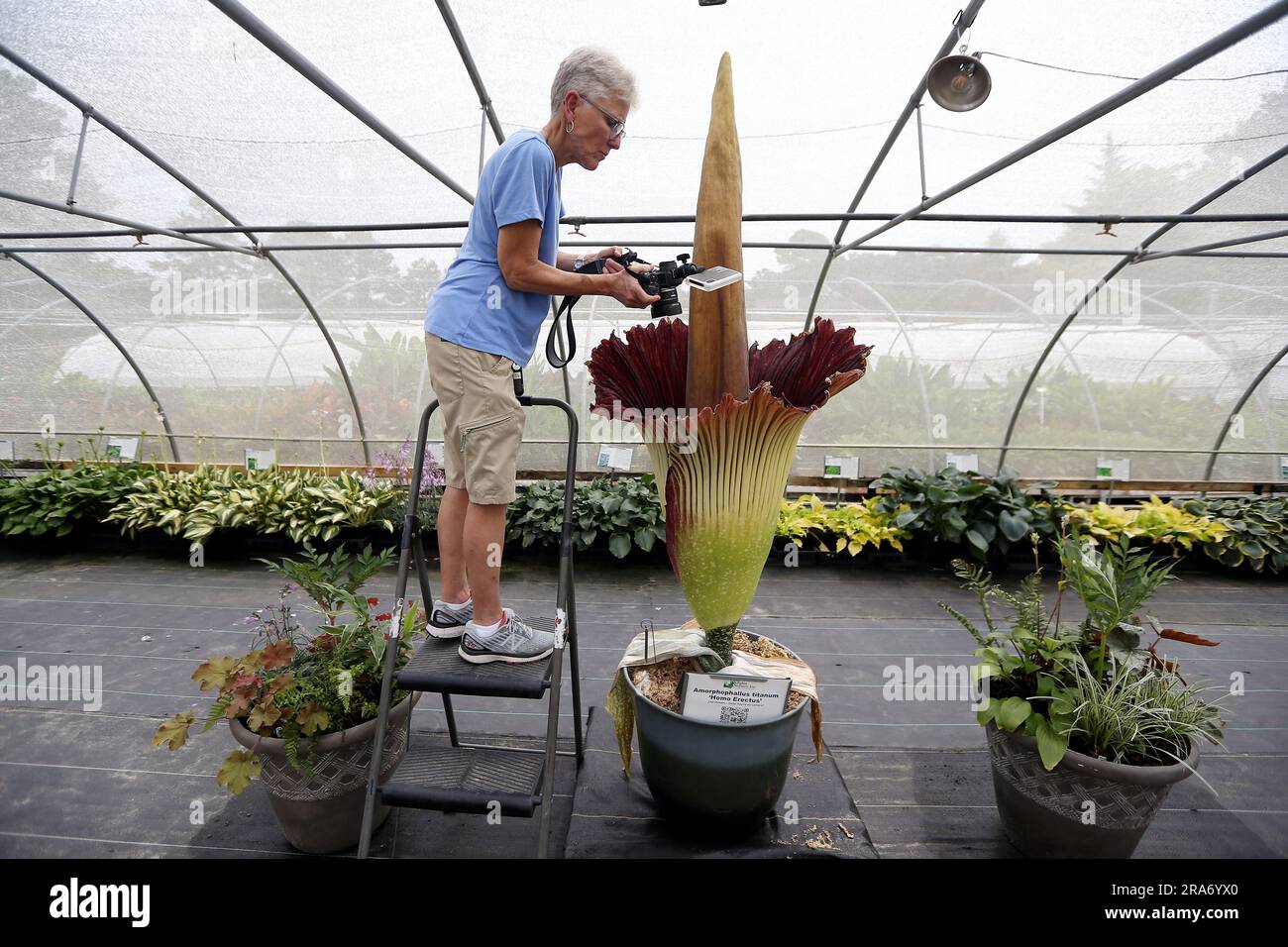 July 1, 2023, Raleigh, North Carolina, USA: DAWN BAGLEY takes a photo inside ''˜HOMO ERECTUS, ' a rare corpse flower during the second day of its bloom at Juniper Level Botanical Garden in Raleigh, NC. Amorphophallus titanum is one of the biggest, stinkiest flowers in the plant kingdom and is commonly known as the corpse flower due to its smell of rotting flesh as it blooms. It typically takes 7-10 years of vegetative growth before the corpse flower blooms for a total of 2-3 days. The flower is so rare that fewer than 1,000 Titan Arums have flowered in cultivation worldwide. (Credit Image: © Stock Photo