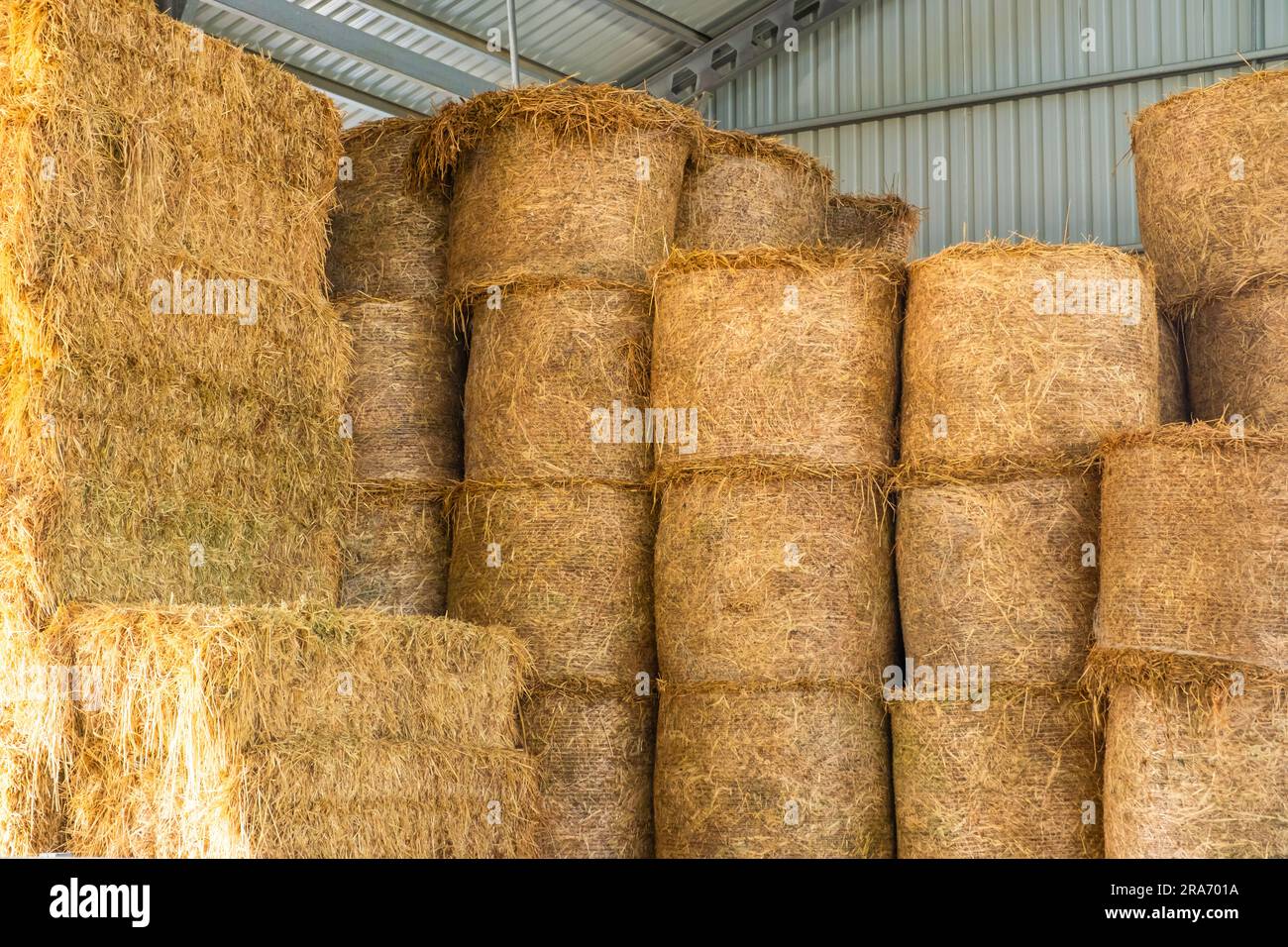 Warehouse with straw bales. Stacked Straw Hay Bales Stock Photo Alamy