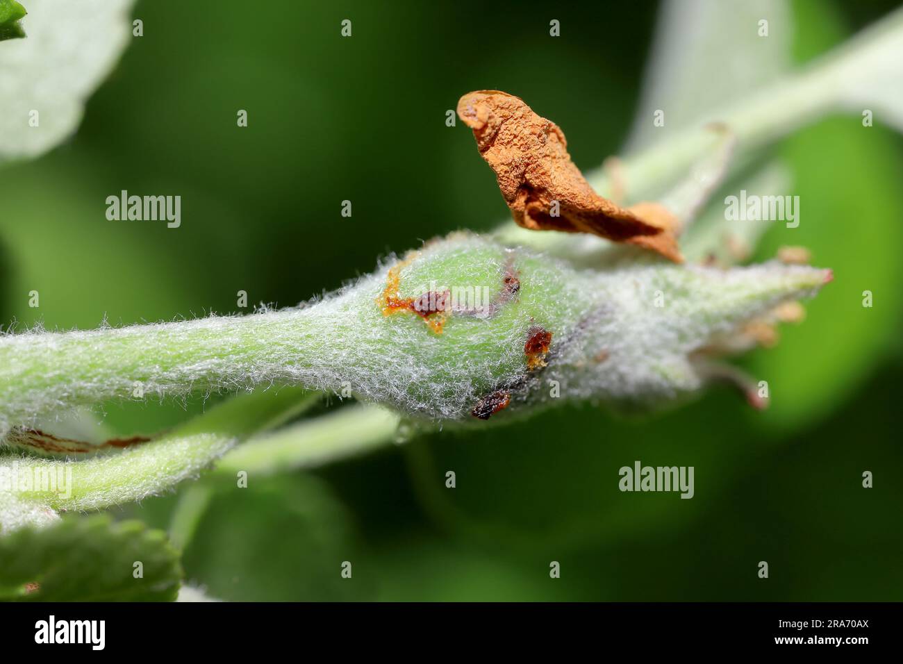 Apple fruit damaged by Hoplocampa testudinea, apple sawfly or european apple sawfly (klug ). Apple pests Stock Photo