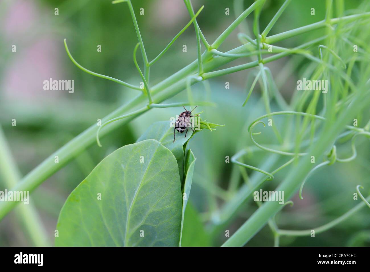 Pea seed beetle (Bruchus pisorum) adult on a pea plant Stock Photo - Alamy