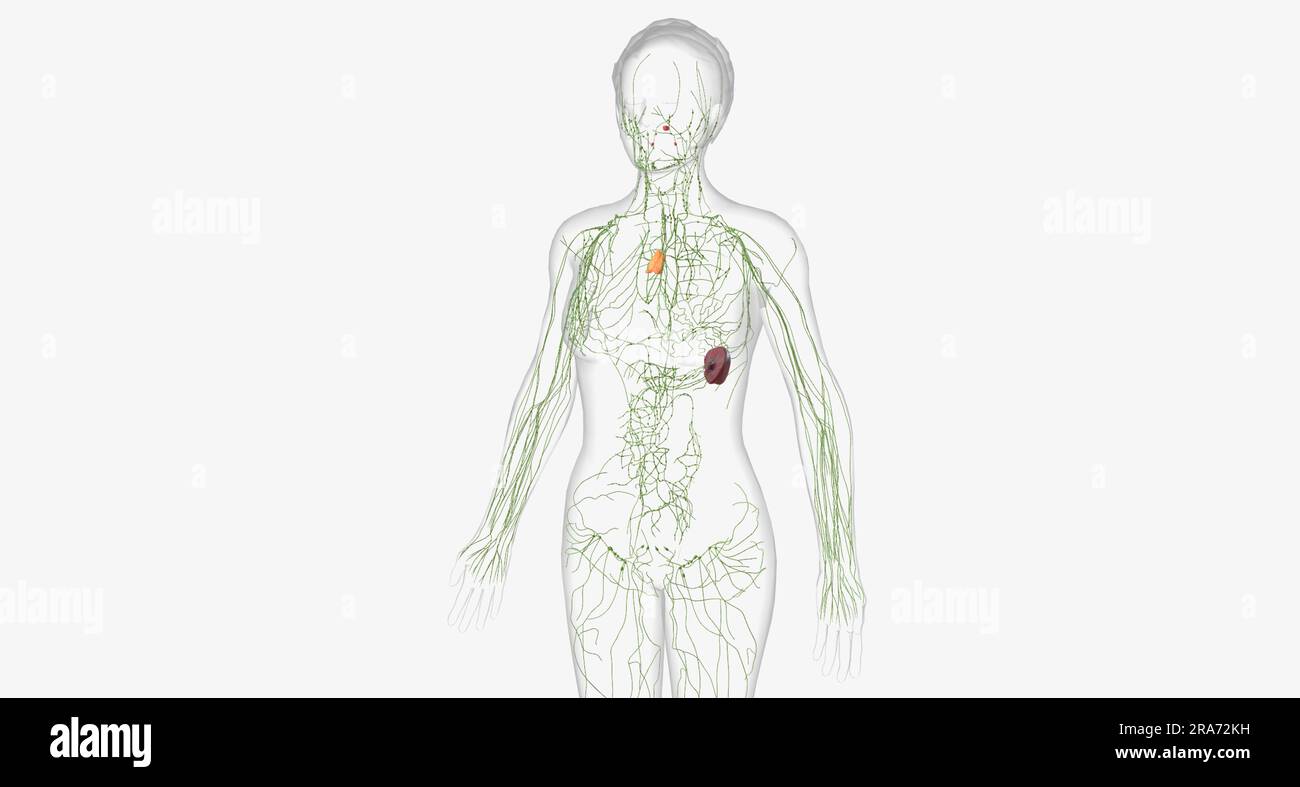 lymphatic system is a network of organs, tissues, vessels, and nodes