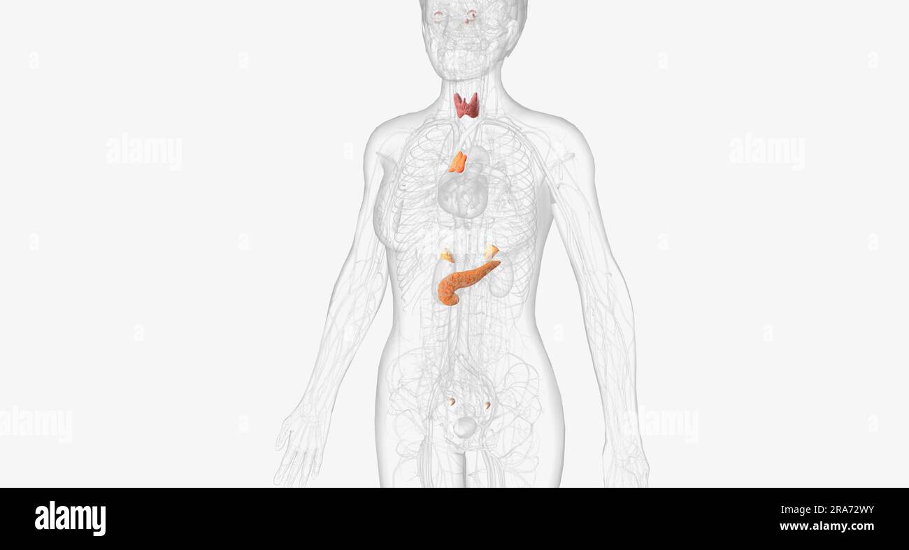 The endocrine system contains the organs and glands that produce