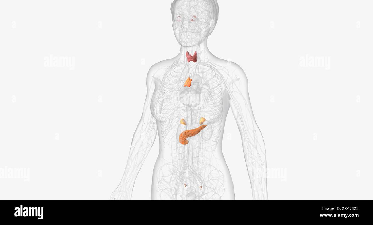The endocrine system contains the organs and glands that produce