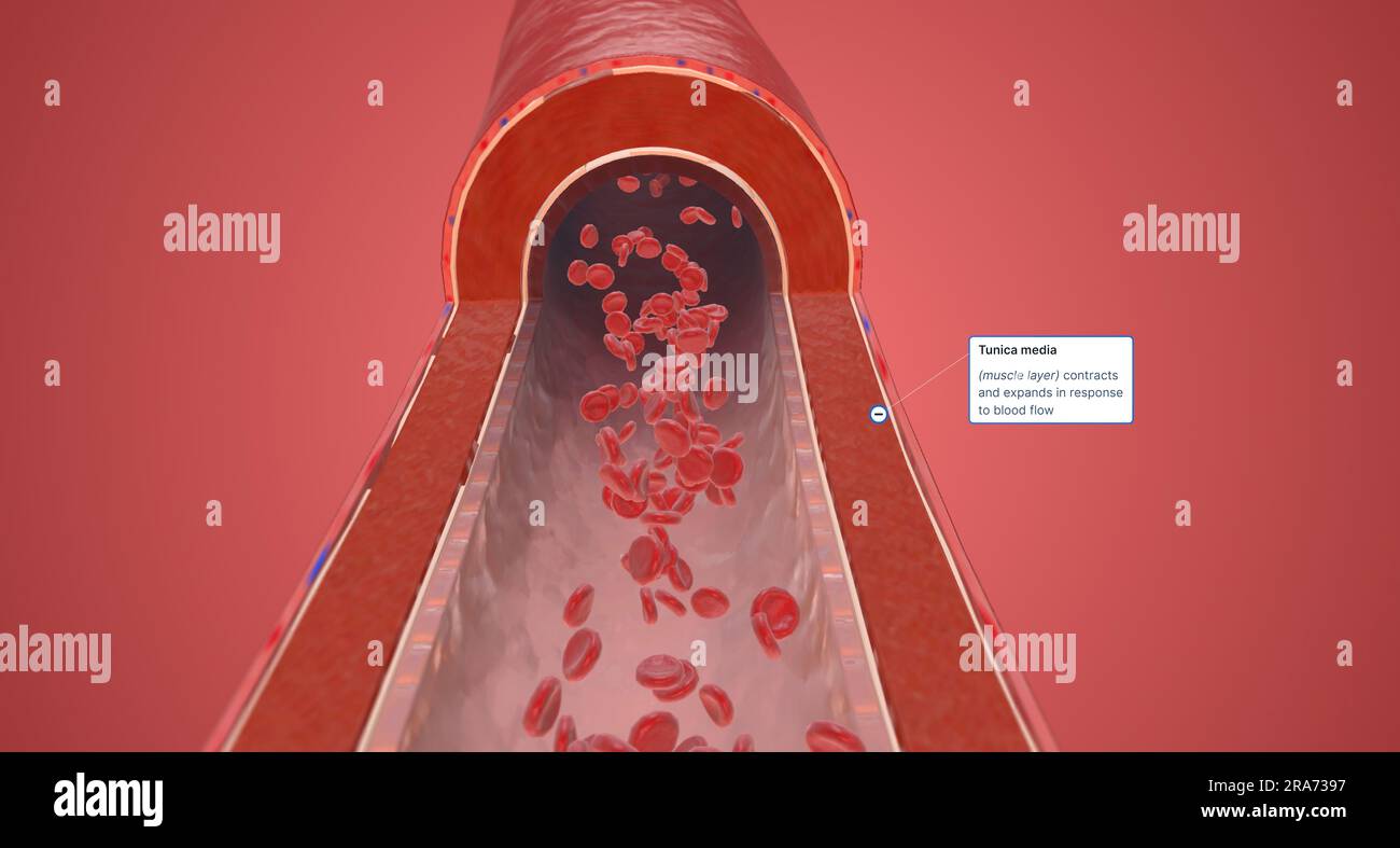 Blood pressure is the outwards pressure exerted by the blood flow on