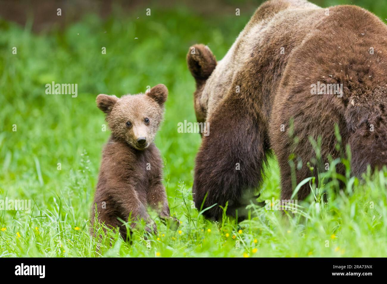 European brown bear Ursus arctos arctos, cub standing upright on grass next to mother, Transylvania, Romania, June Stock Photo