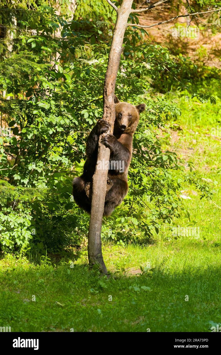 European brown bear Ursus arctos arctos, adult climbing tree, Transylvania, Romania, June Stock Photo