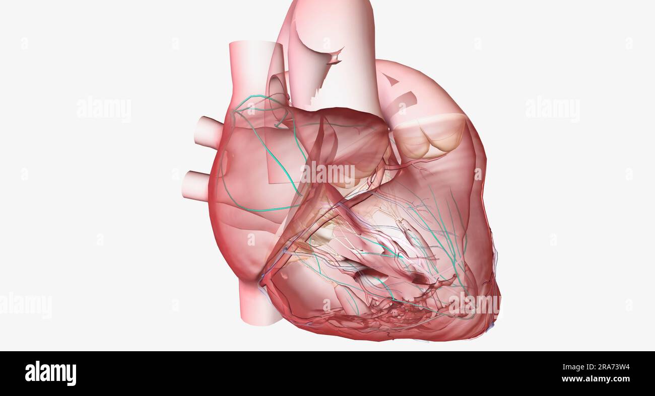 Atrioventricular Nodal Reentry Tachycardia, Conduction System With each