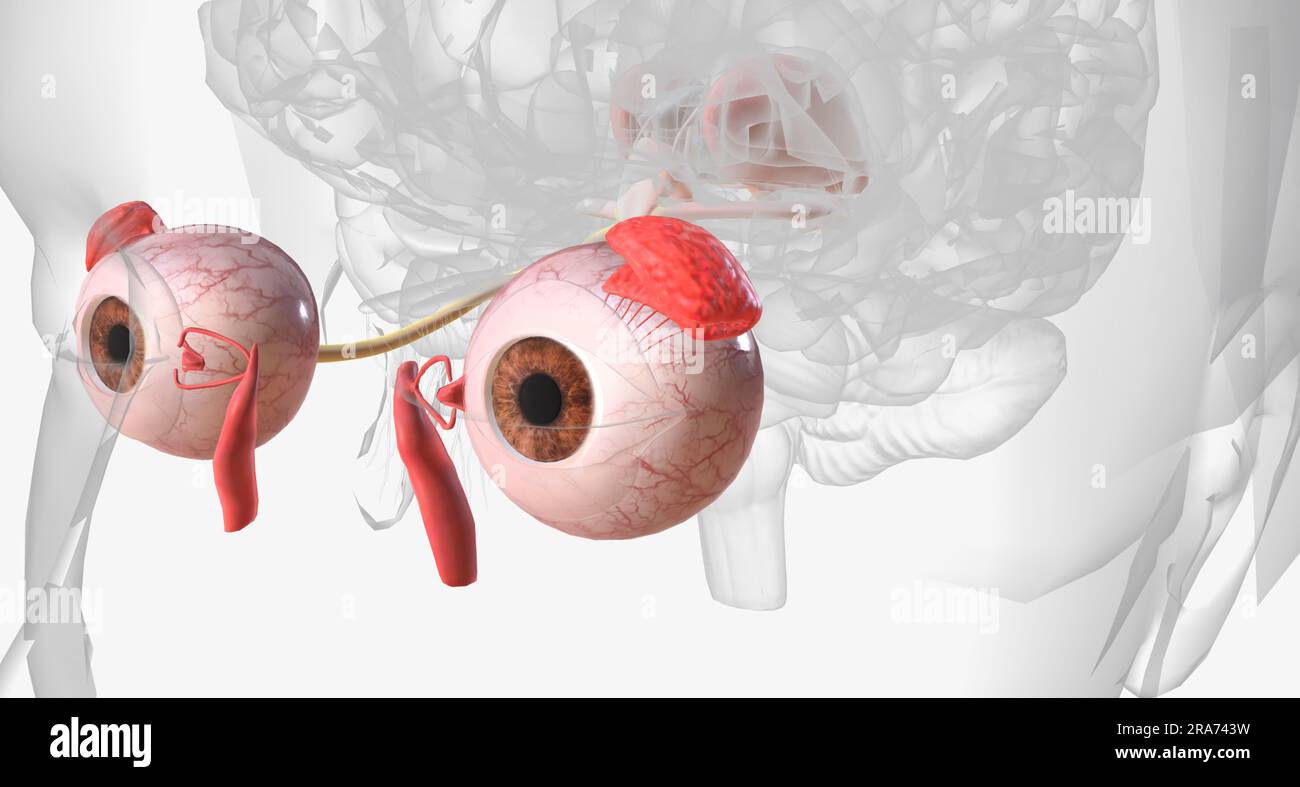 The visual system contains the eyes, optic nerves, optic tracts, and