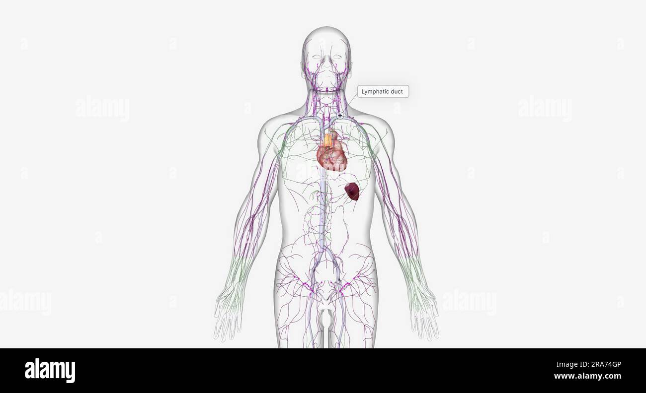 The lymphatic system is a network of organs, tissues, vessels and nodes