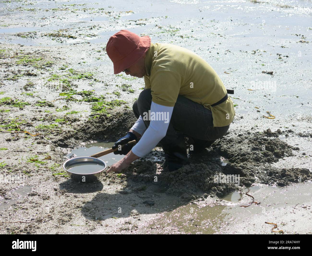 A Japanese man is digging for clams at low tide on the beach at