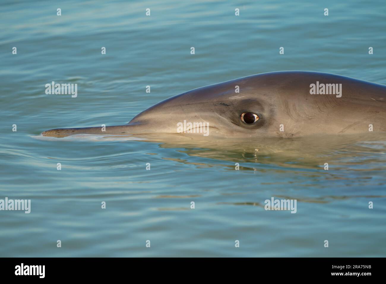 Common or Atlantic bottlenose dolphin Tursiops truncatus, wide