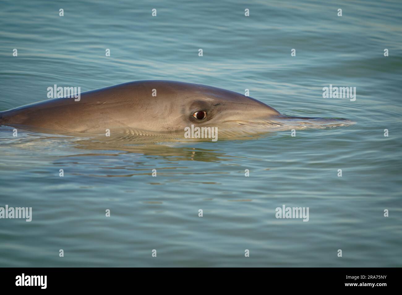 Common or Atlantic bottlenose dolphin Tursiops truncatus, wide