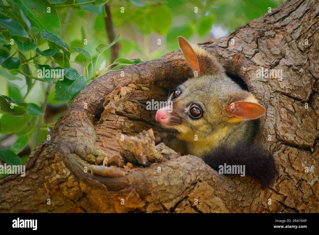 Common Brush-tailed Possum - Trichosurus vulpecula -nocturnal, semi-arboreal marsupial of Australia, introduced to New Zealand. Cute mammal on the tre Stock Photo