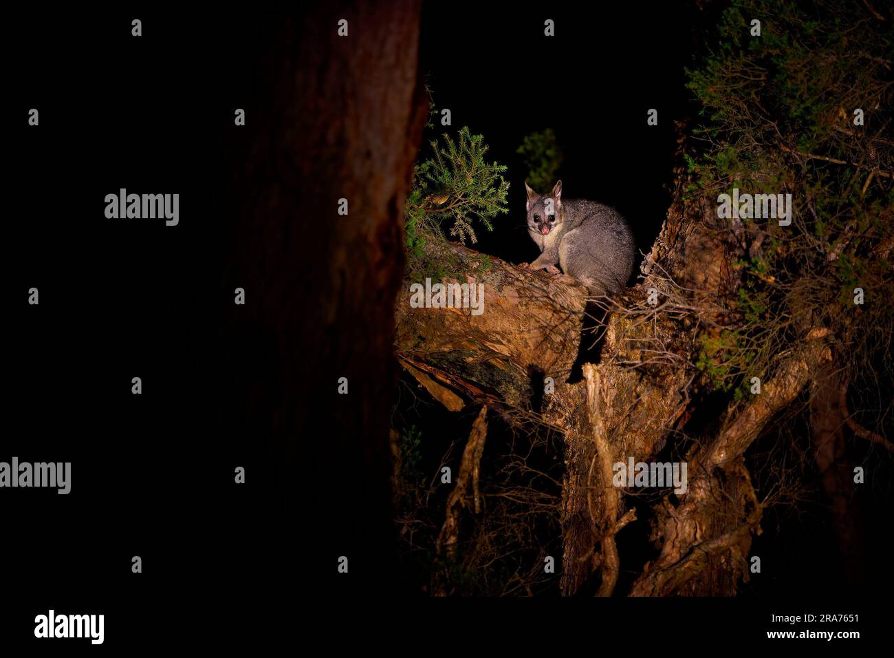 Common Brush-tailed Possum - Trichosurus vulpecula -nocturnal, semi-arboreal marsupial of Australia, introduced to New Zealand. Cute mammal on the tre Stock Photo