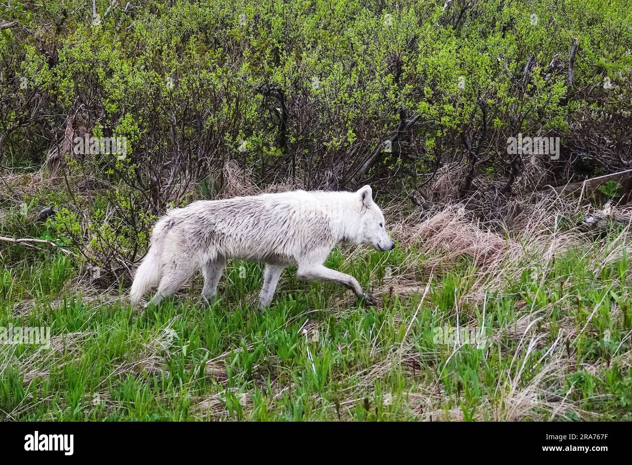 A lone white colored grey wolf explores the edge of the alders for food at the remote McNeil River Wildlife Refuge, June 17, 2023 on the Katmai Peninsula, Alaska. The remote site is accessed only with a special permit and contains the world’s largest seasonal population of brown bears and other wildlife in a pristine environment. Stock Photo