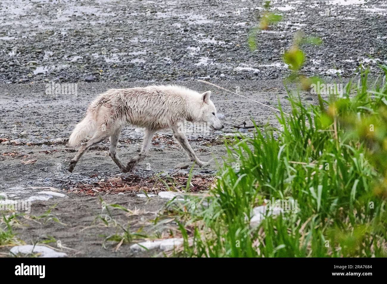 A lone white colored grey wolf walks along the beach at the remote McNeil River Wildlife Refuge, June 17, 2023 on the Katmai Peninsula, Alaska. The remote site is accessed only with a special permit and contains the world’s largest seasonal population of brown bears and other wildlife in a pristine environment. Stock Photo
