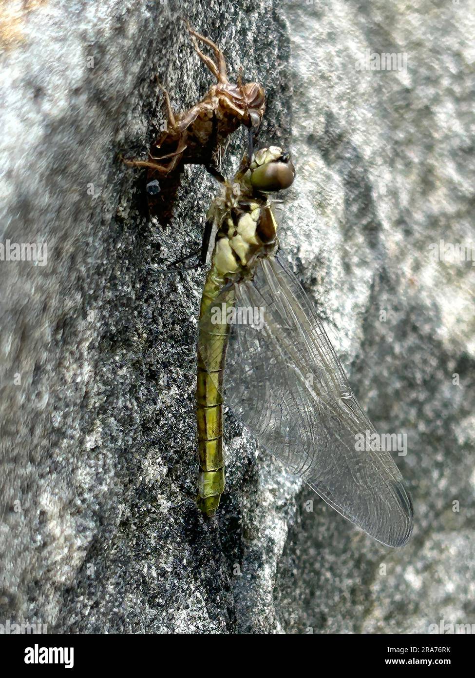 Here a dragon fly has pushed out of its larval skin - which can be seen in phot, and is resting and growing its shape/letting its body harden. The wet spot below dragonfly is liquid drops from emergent process- dragonfly is drying off after its birth. This photo was taken June 14, 2023, at the Coastal Maine Botanical Gardens in Boothbay, Maine. Stock Photo