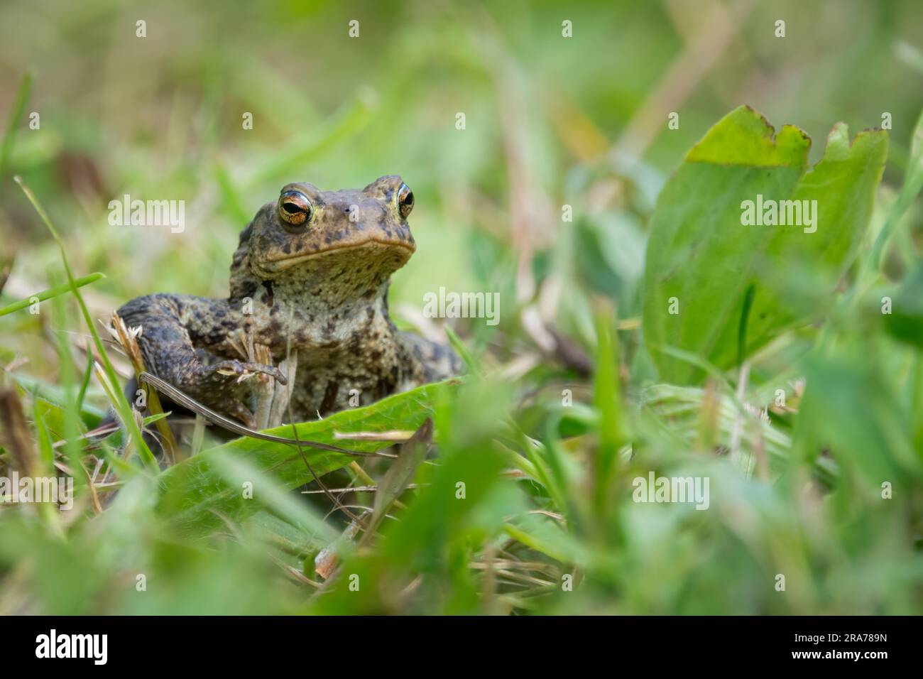 Common frog (Rana temporaria) at Morton Lochs, Fife, Scotland Stock