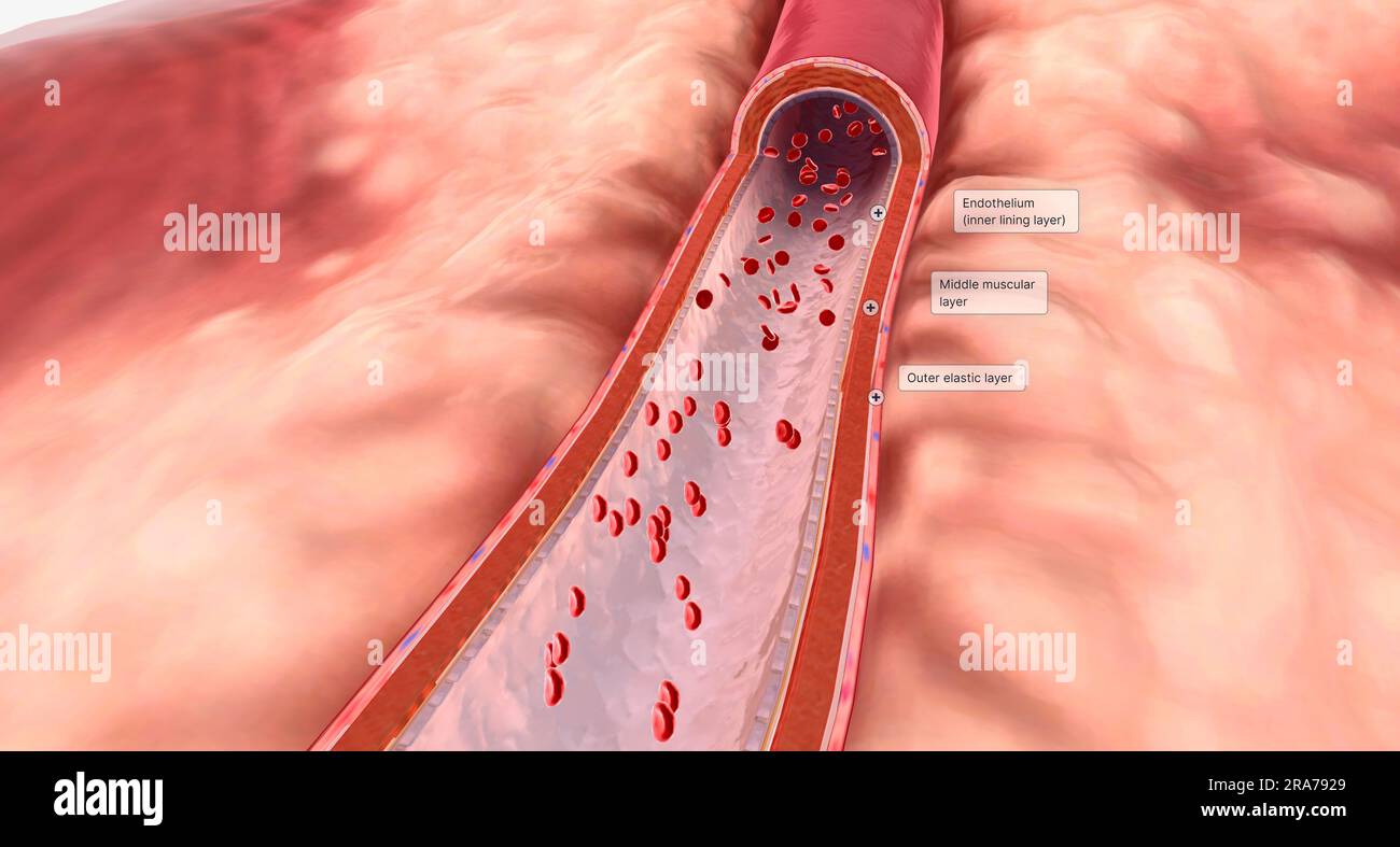 The walls of arteries contain three layers. Endothelium, a middle