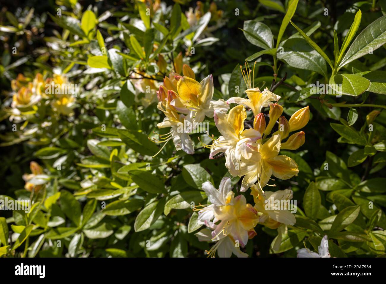 Yellow Japanese rhododendrons near the hedge in the botanical garden ...