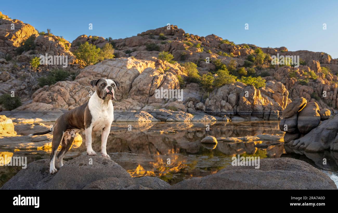 Sunrise portrait of a pitbull at a lake standing on a rock Stock Photo
