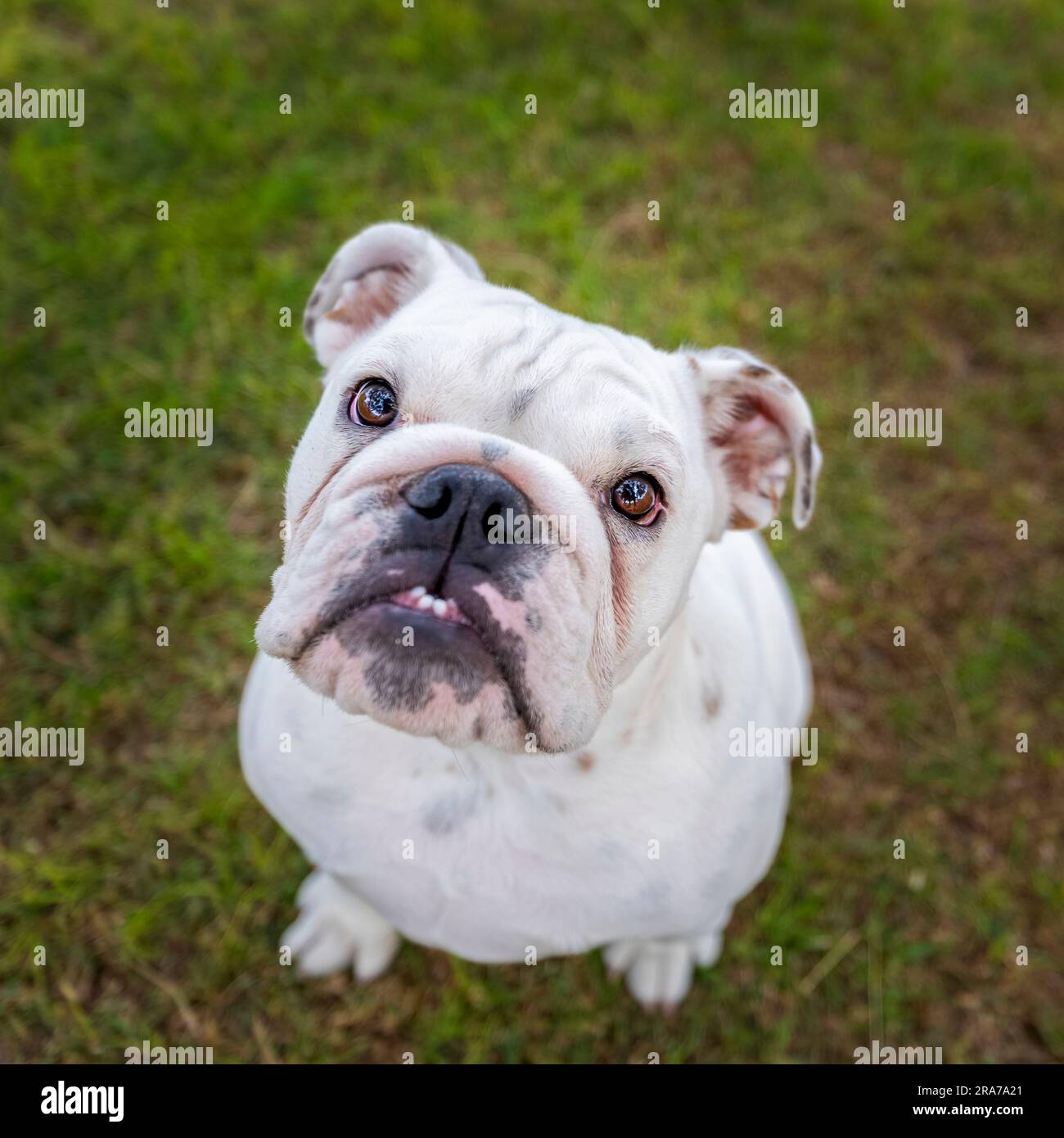 White bulldog puppy in the grass looking up at the camera Stock Photo ...