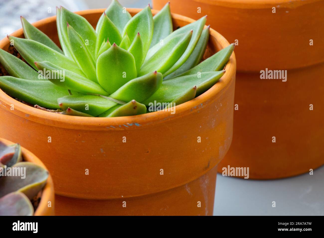 indoor flower cacti in a pot clay pot on a light background Stock Photo