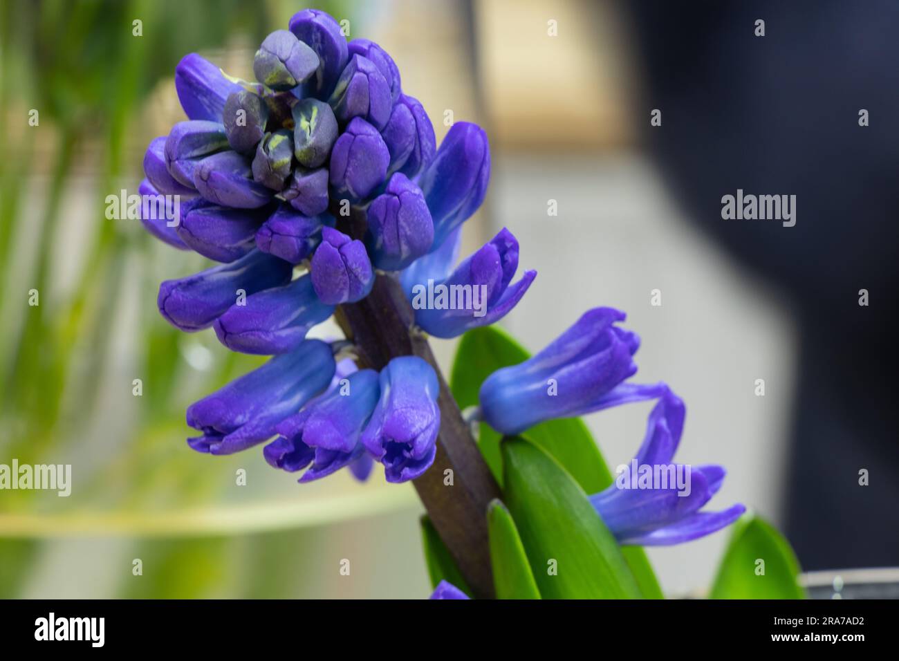 blue hyacinth stands in a vase in a flower shop Stock Photo - Alamy