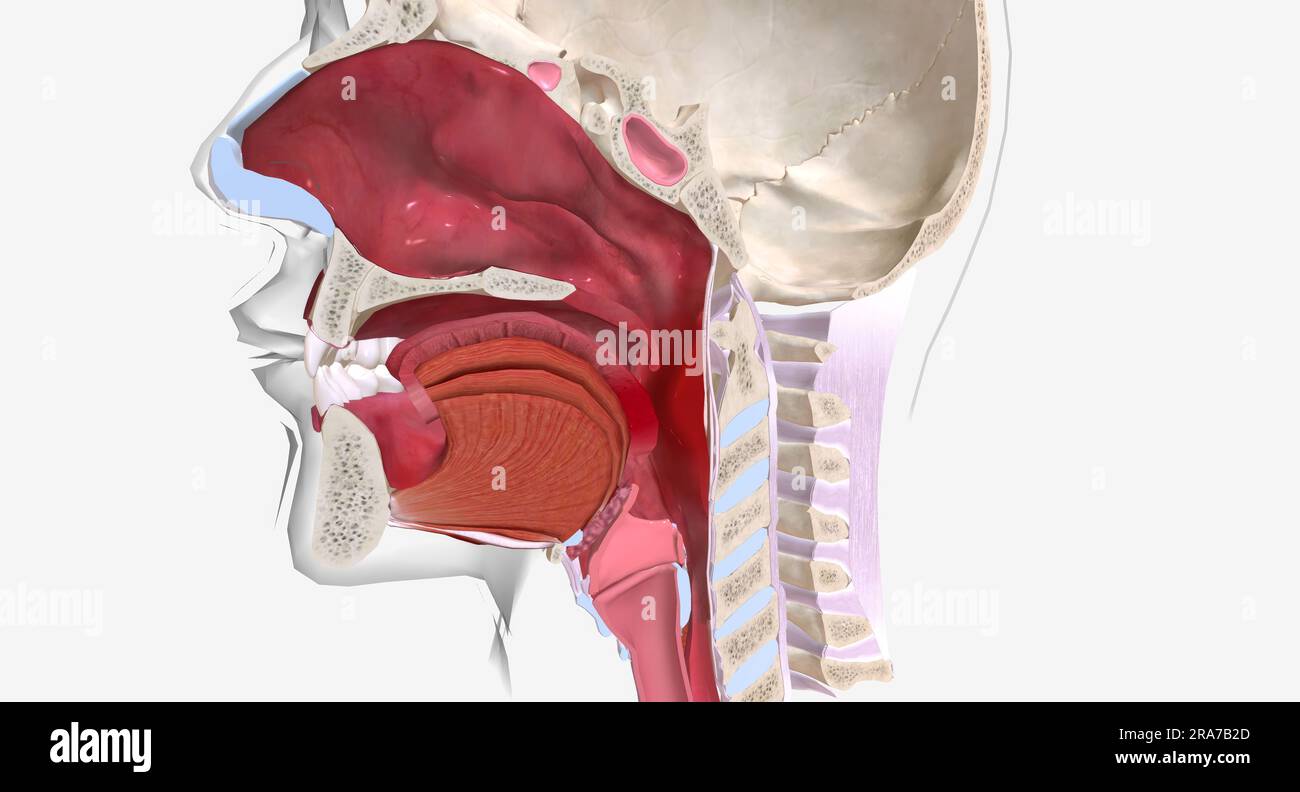 Anaphylaxis is a severe, systemic allergic reaction characterized by ...