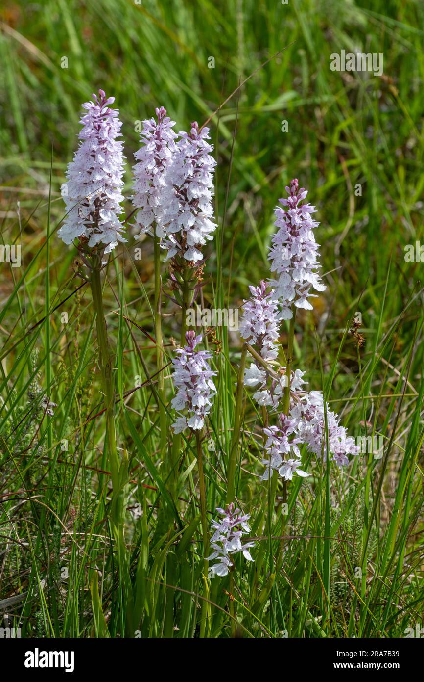 Dactylorhiza maculata, heath spotted orchid, clump of orchids on Thursley Common NNR, Surrey, England, UK Stock Photo