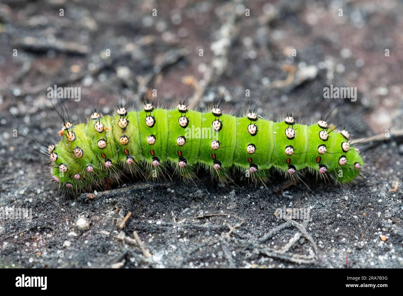 Bright green emperor moth caterpillar (Saturnia pavonia larva), UK Stock Photo