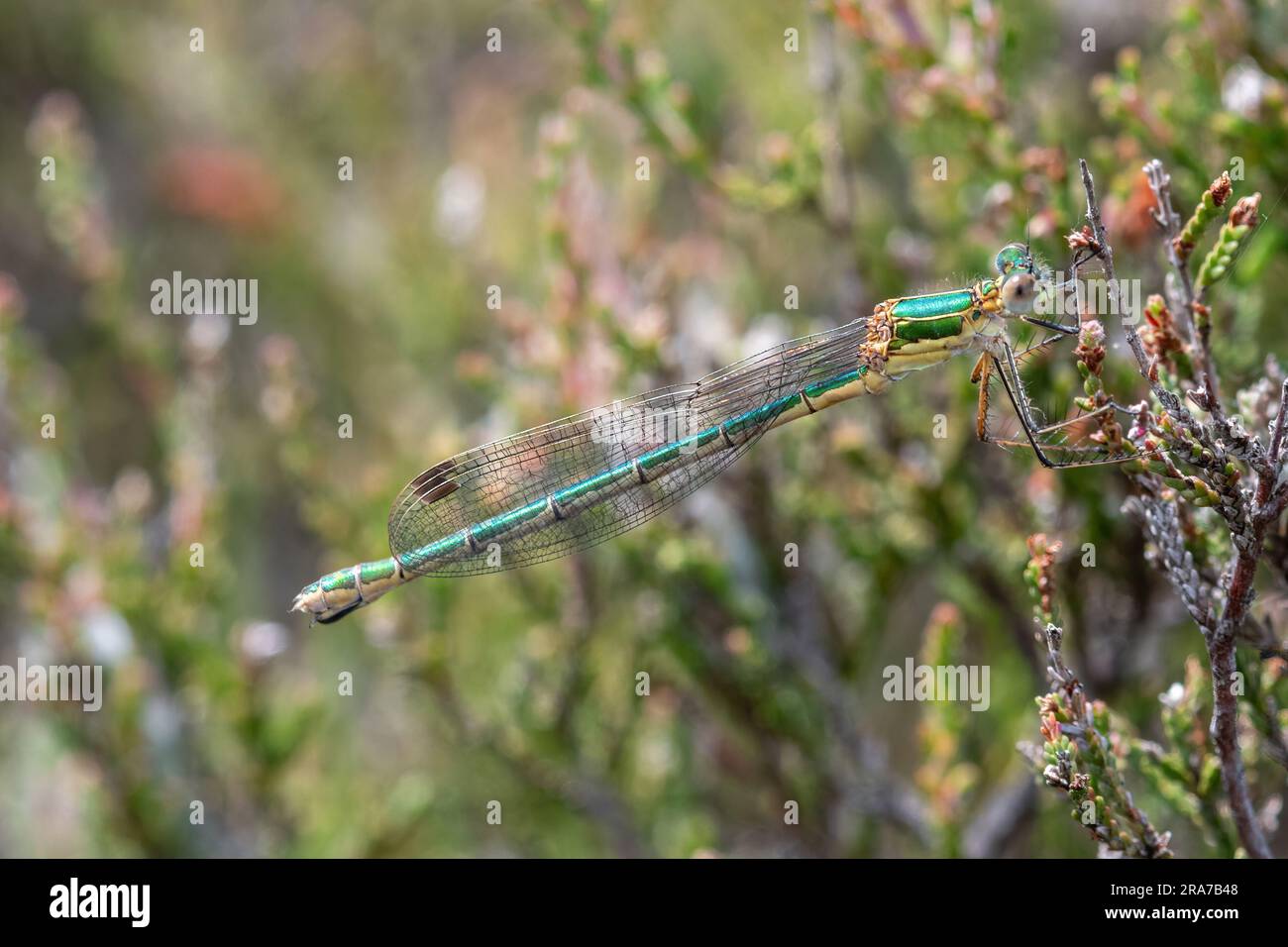 Emerald damselfly (Lestes sponsa), England, UK Stock Photo