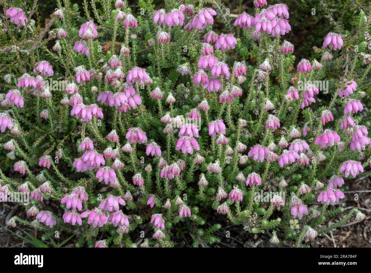 Cross-leaved heath (Erica tetralix) flowers in June, UK, a type of heather that prefers acid bogs, wet heath or moorland Stock Photo