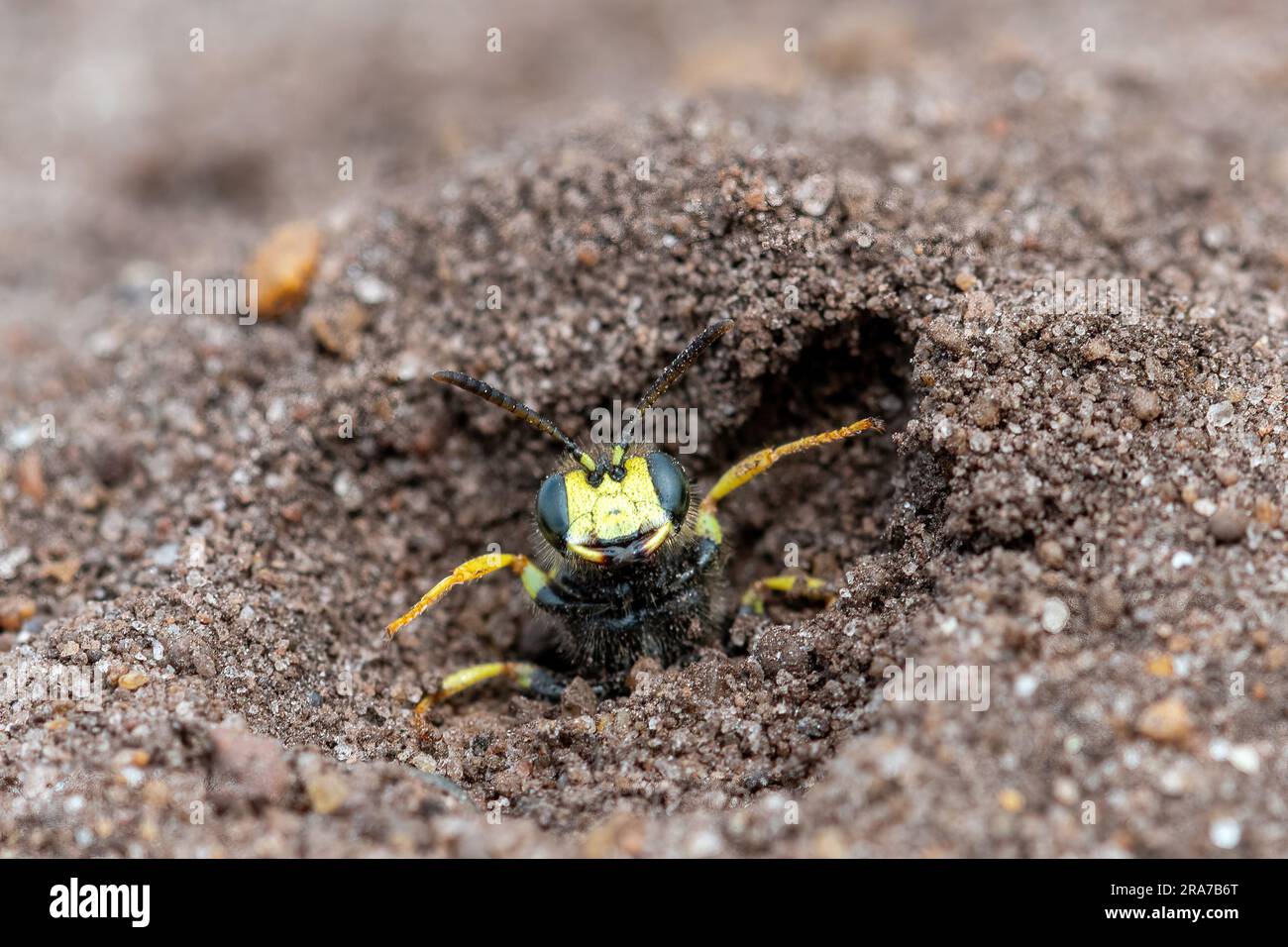 European beewolf (Philanthus triangulum), a solitary wasp species on sandy heath in Surrey, England, UK. Female at entrance to her nest burrow in sand Stock Photo