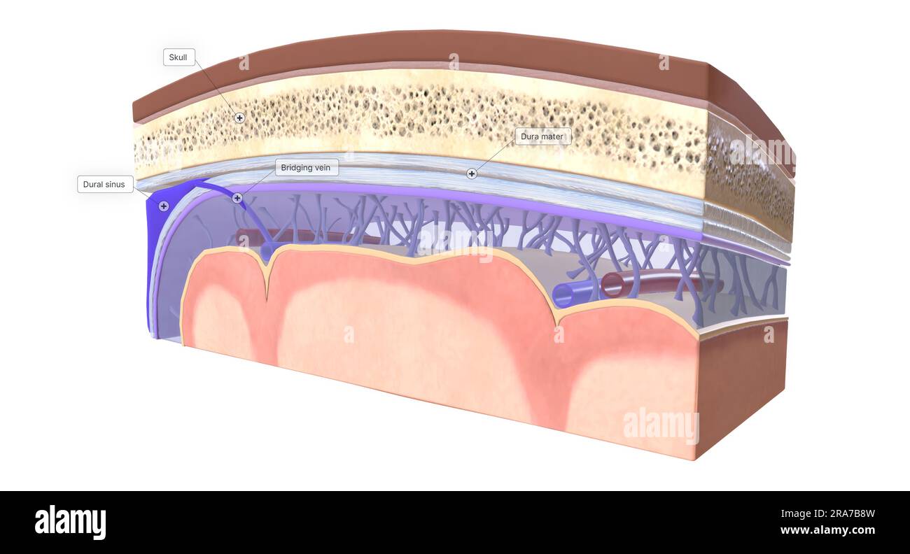 The Three Layers Of Meninges Are The Dura Mater Arachnoid Mater And The Pia Mater Veins That