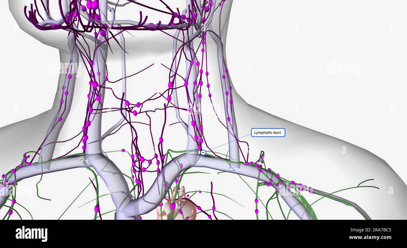 The lymphatic system is a network of organs, tissues, vessels and nodes