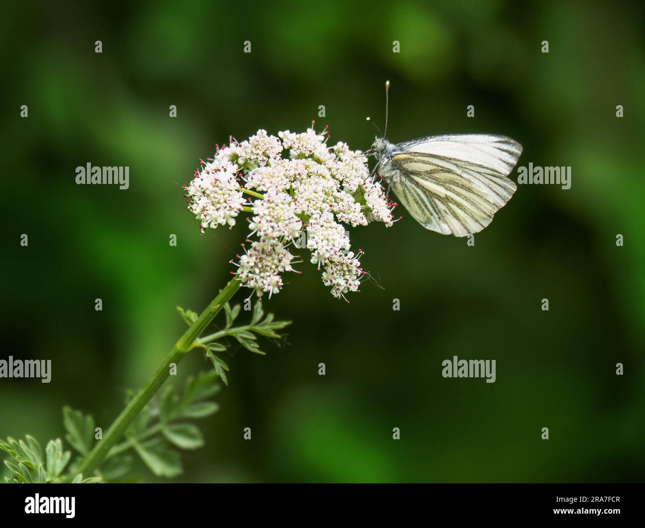 Green-veined white butterfly aka Pieris napi. Stock Photo