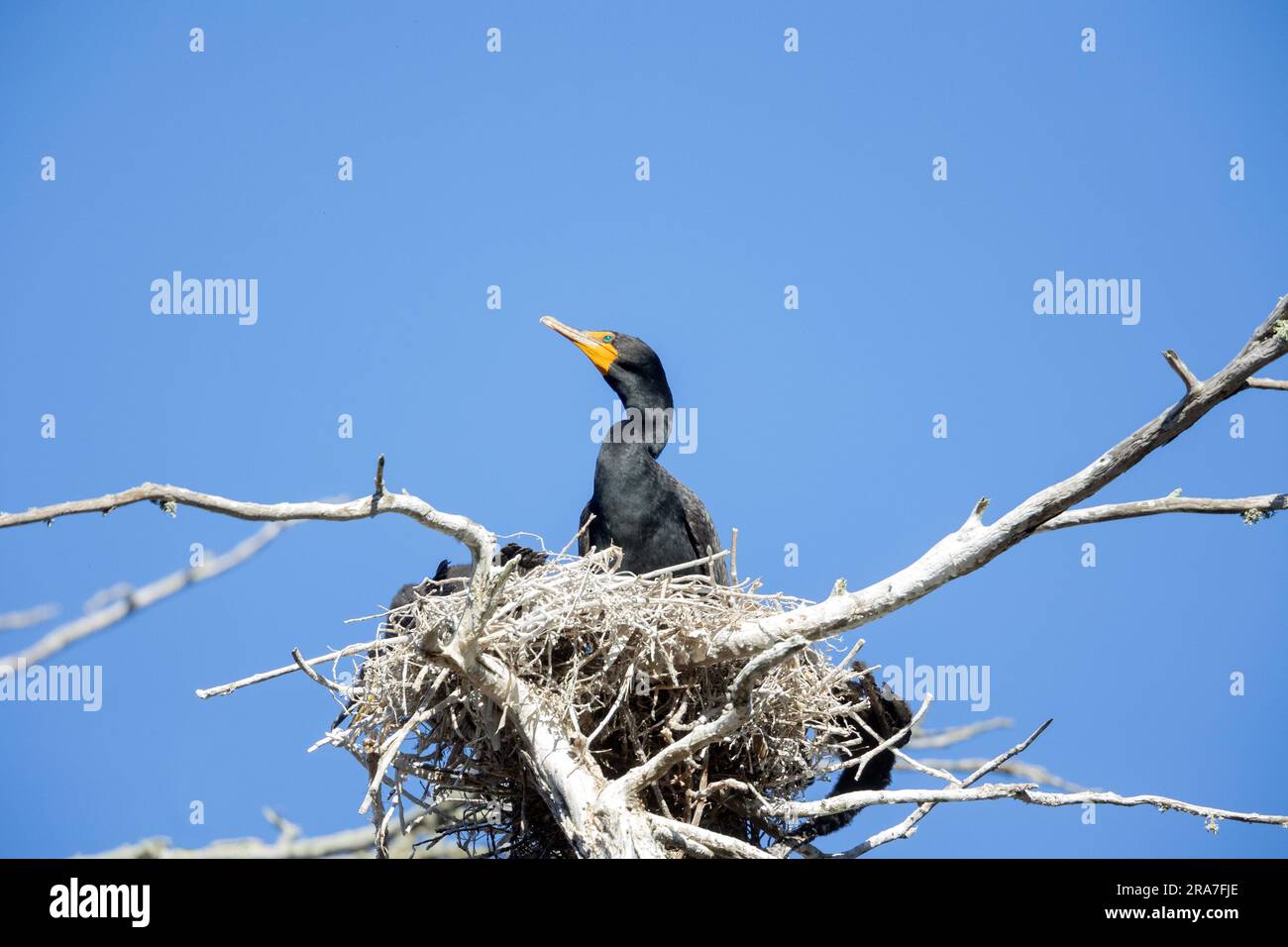 Double Crested Cormorant Nest