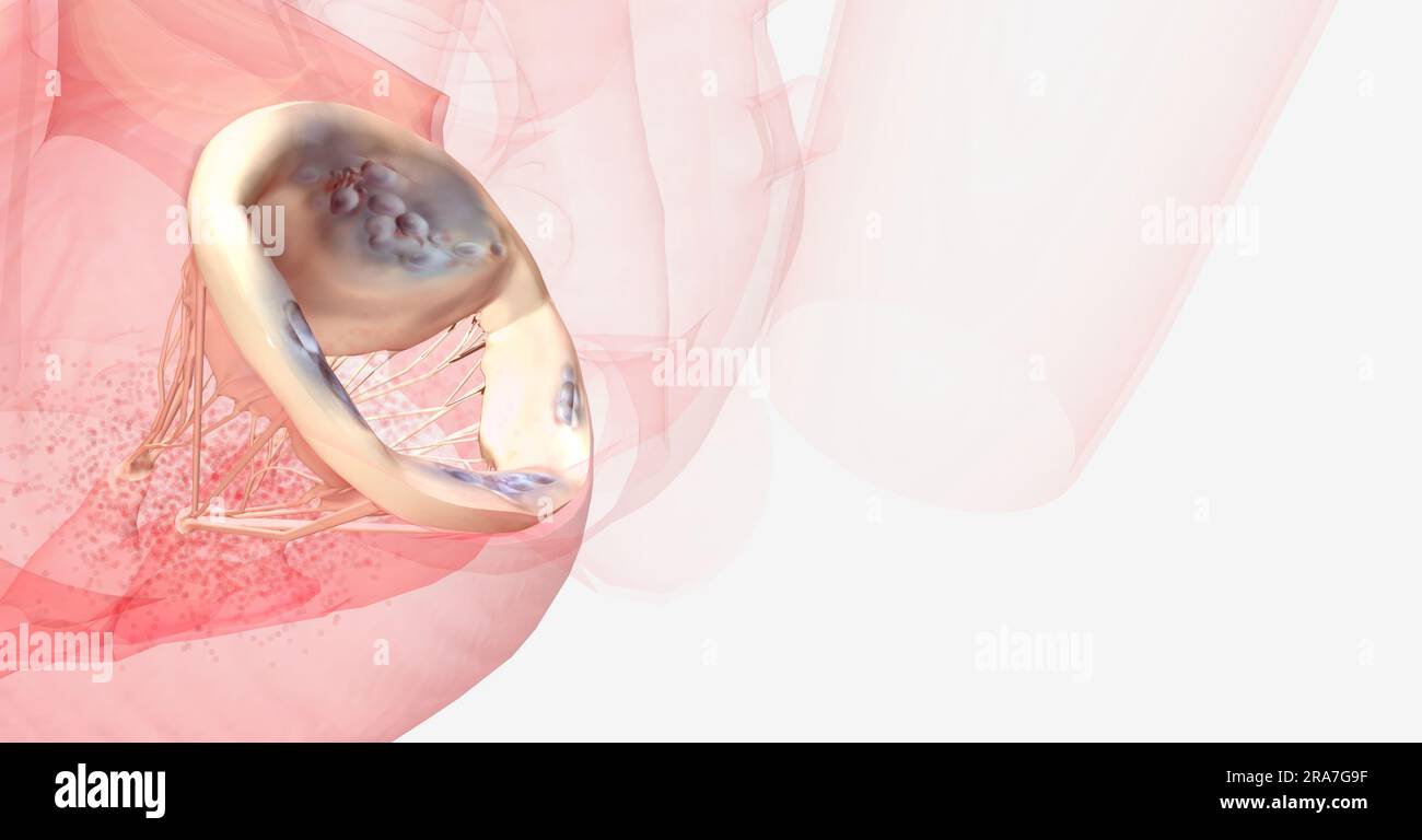 The backwards flow of blood increases the amount of blood in the left